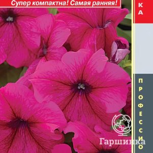 Петуния Лимбо Бургунди крупноцветковая F1 (серия Limbo) 10 шт, Плазменные семена