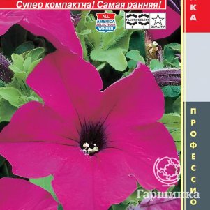 Петуния Лимбо Вайолет крупноцветковая F1 (серия Limbo) 10 шт, Плазменные семена
