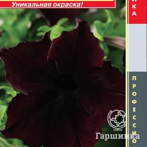 Петуния Блэкберри крупноцветковая F1 (серия Sophistica) 5 шт, Плазменные семена