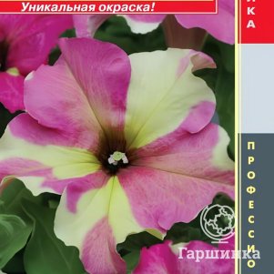 Петуния Лайм Биколор крупноцветковая F1 (серия Sophistica) 5 шт, Плазменные семена