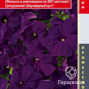 Петуния Блю крупноцветковая F1 (серия Success! 360) 10 шт, Плазменные семена
