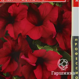 Петуния Бургунди крупноцветковая F1 (серия Success! 360) 10 шт, Плазменные семена