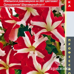 Петуния Ред Стар крупноцветковая F1 (серия Success! 360) 10 шт, Плазменные семена