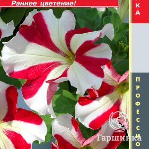 Петуния Ред Стар крупноцветковая F1 (серия Tango) 10 шт, Плазменные семена