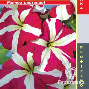 Петуния Роуз Стар крупноцветковая F1 (серия Tango) 10 шт, Плазменные семена