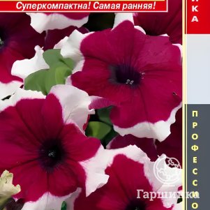 Петуния Бургунди Пикоти крупноцветковая F1 (серия Limbo) 10 шт, Плазменные семена