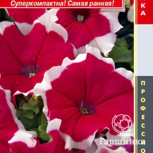 Петуния Роуз Пикоти крупноцветковая F1 (серия Limbo) 10 шт, Плазменные семена