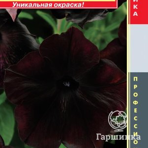 Петуния Блэк Черри многоцветковая F1 (серия Debonair)  5 шт, Плазменные семена