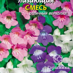 

Азарина лазающая Смесь 10 шт, Плазменные семена