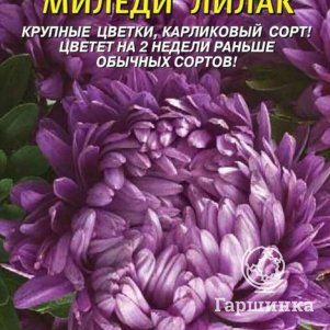 

Астра Миледи Лилак 0,2 г, Плазменные семена