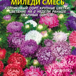 

Астра Миледи смесь 0,1 г, Плазменные семена