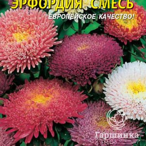 

Астра Эрфордия смесь 0,3 г, Плазменные семена