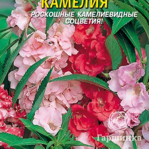 

Бальзамин Камелия 0,2 г, Плазменные семена