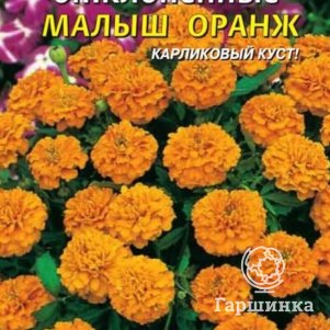 

Бархатцы Малыш Оранж отклоненные 30 шт, Плазменные семена