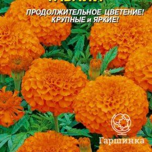 

Бархатцы Гавайи прямостоячие 45 шт, Плазменные семена