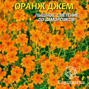 

Бархатцы Оранж Джем тонколистные 50 шт, Плазменные семена
