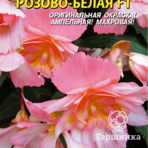 Бегония Шансон Розово-белая F1 клубневая ампельная 10 шт, Плазменные семена