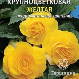 

Бегония Желтая крупноцветковая клубневая 5 шт, Плазменные семена
