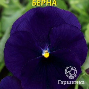 

Виола Берна 0,1 г, Плазменные семена