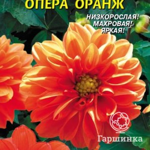 

Георгина Опера Оранж 10 шт, Плазменные семена