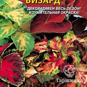 

Колеус Визард 10 шт, Плазменные семена