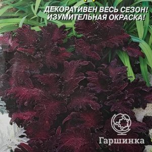 

Колеус Черный дракон 10 шт, Плазменные семена