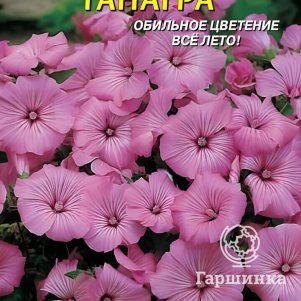 

Лаватера Танагра 0,3 г, Плазменные семена