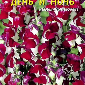 Львиный зев День и Ночь 0,05 г, Плазменные семена