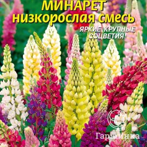 

Люпин Минарет многолетний низкорослая смесь 0,45 г, Плазменные семена