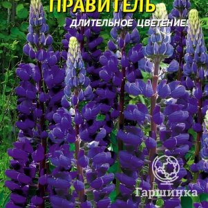 

Люпин Правитель многолетний 0,45 г, Плазменные семена