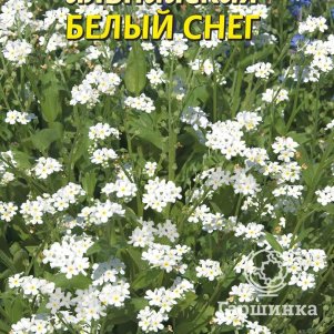 

Незабудка Белый снег альпийская 0,1 г, Плазменные семена