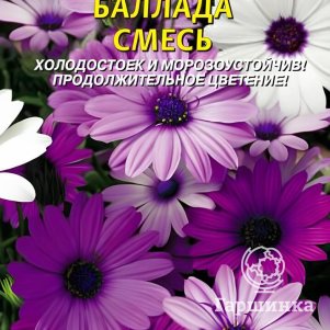 

Остеоспермум Баллада смесь 4 шт, Плазменные семена