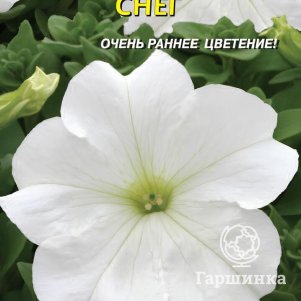 

Петуния Снег F1 (серия Prism) 10 шт, Плазменные семена