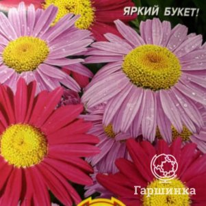 

Пиретрум Гиганты Робинсона 0,2 г, Плазменные семена