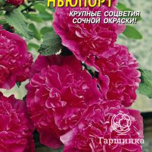 Шток-роза Ньюпорт 0,1 г, Плазменные семена