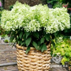 

Гортензия XS-лайт метельчатая