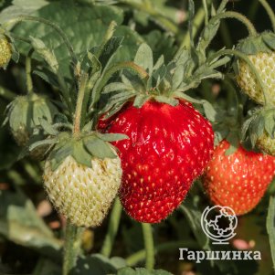 

Клубника Кокетка ремонтантная