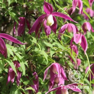 

Клематис (Княжик) Констанс (1)