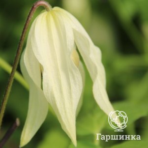 

Клематис (Княжик) Лемон Бьюти (1)