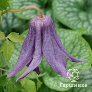 

Клематис (Княжик) Виолет Лампион (1)