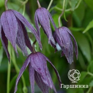 

Клематис (Княжик) Виолет Сюрпрайз (1)