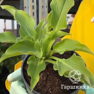 

Хоста без сорта