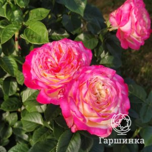 

Роза Кордес Юбилей чайно-гибридная