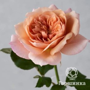 Роза Мияби Ча