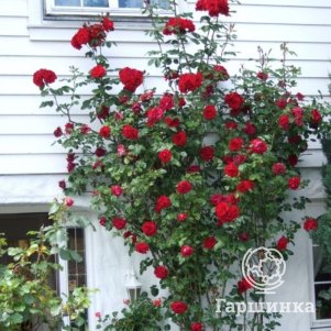 Роза Сантана плетистая