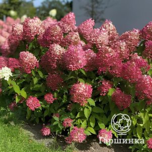 

Гортензия Мэджикал Маунт Малинче метельчатая