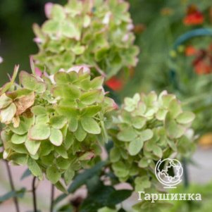 

Гортензия Металика метельчатая