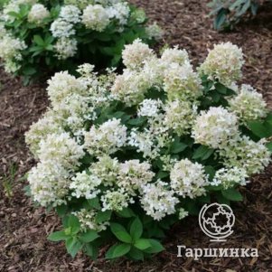 

Гортензия Фаер Лайт Тини Бит метельчатая