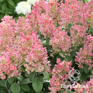 

Гортензия Литл Квик Файр метельчатая