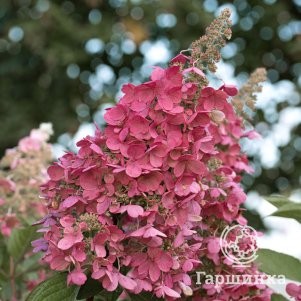 Гортензия Гарденлайт Редлайт метельчатая